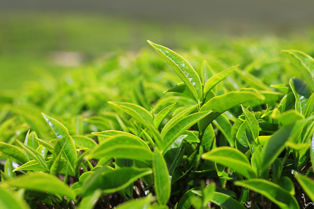 Teeplantage in Japan mit Fokus auf einzelne Teeblätter