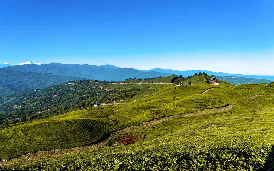 Teeanbau im Himalaya